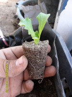 lechuga